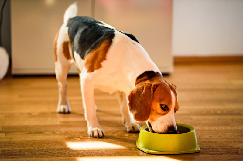 beagle comiendo