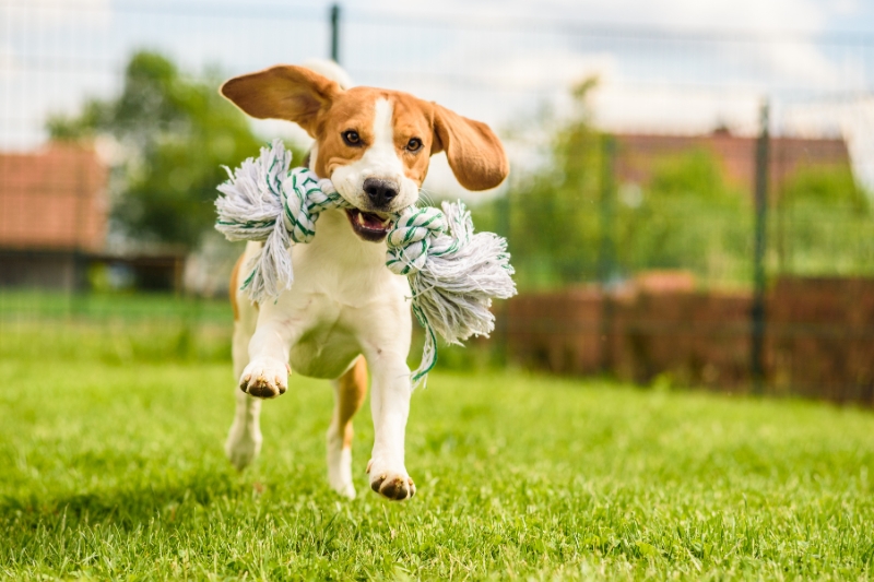 beagle corriendo con un juguete en la boca