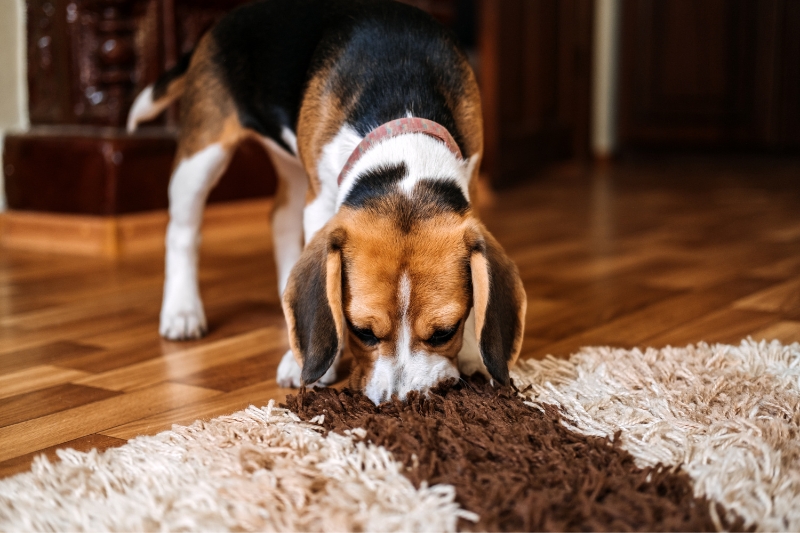 beagle en un piso