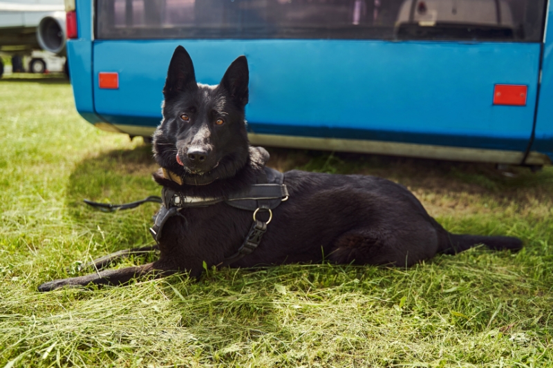 black norwegian elkhound lying down