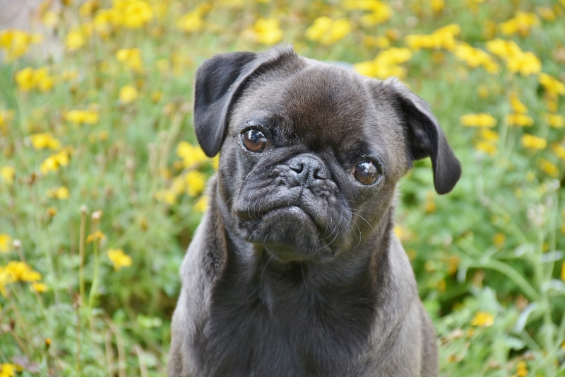black pug puppy portrait