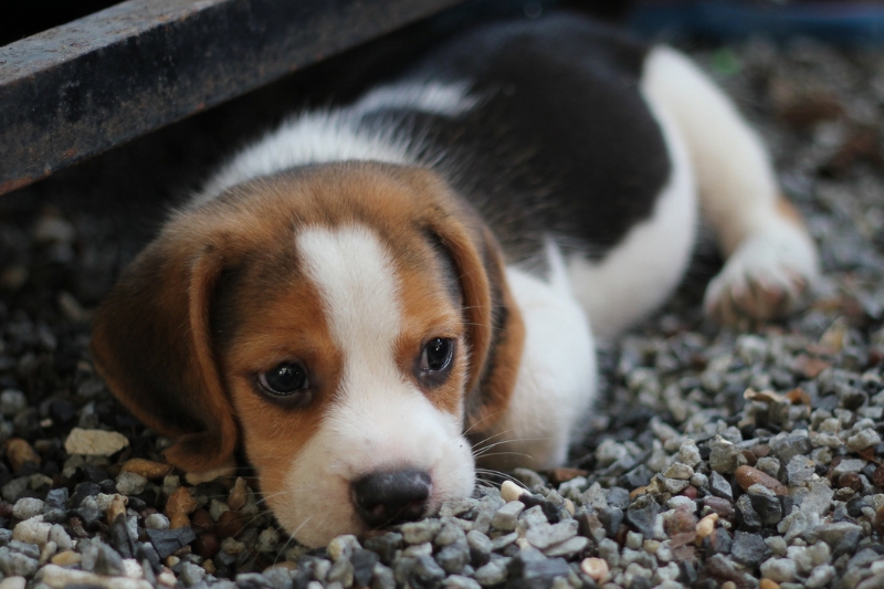 black red white beagle puppy