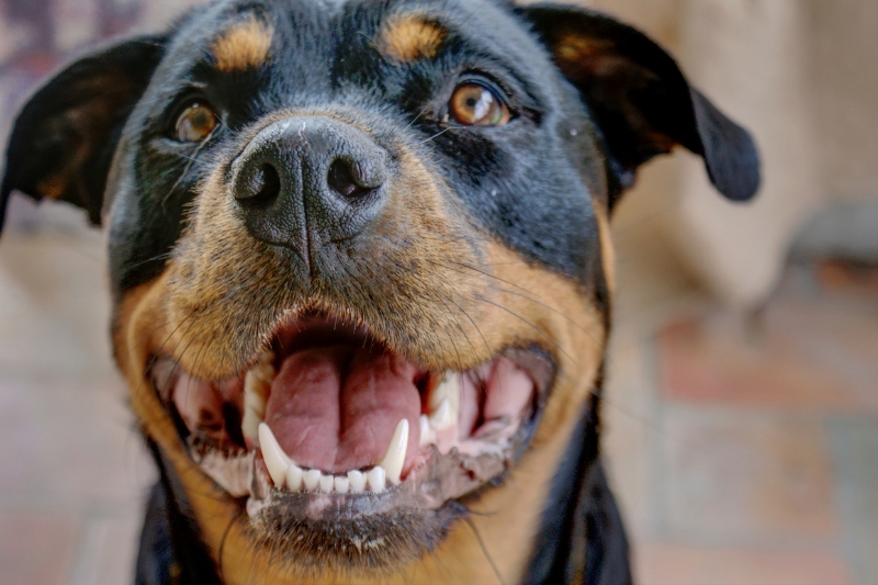 black tan rottweiler portrait