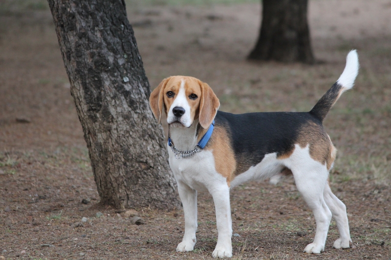 black tan white beagle