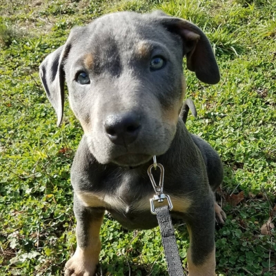 blue rottweiler puppy