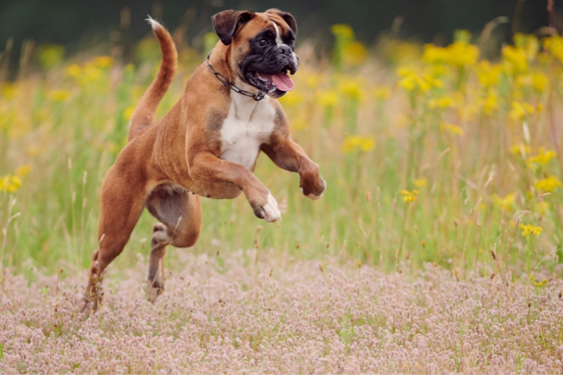 boxer dog jumping
