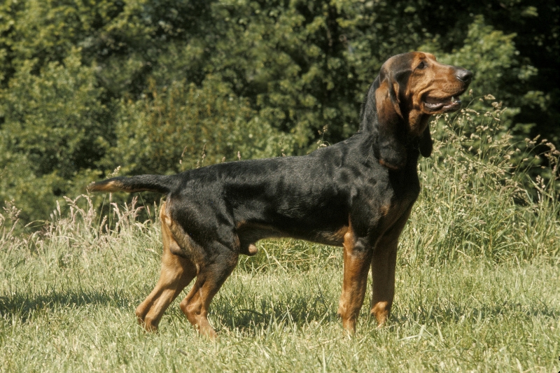 bruno jura dog in a field