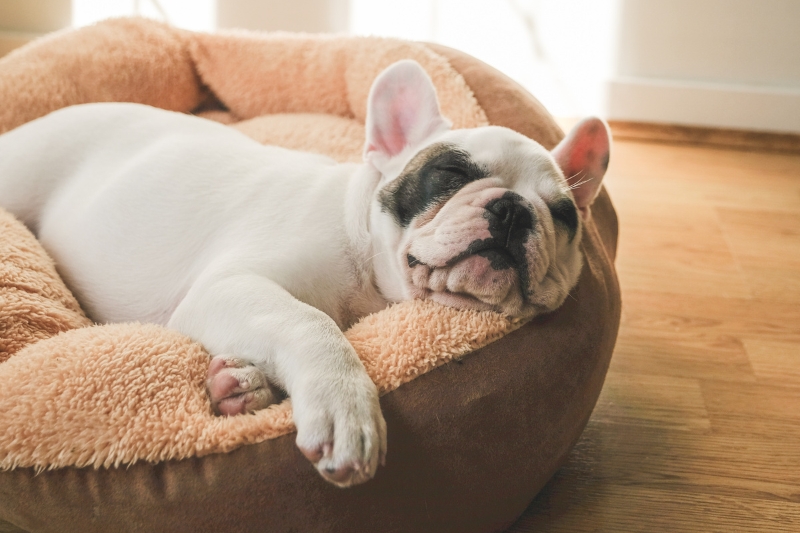 bulldog frances en una cama