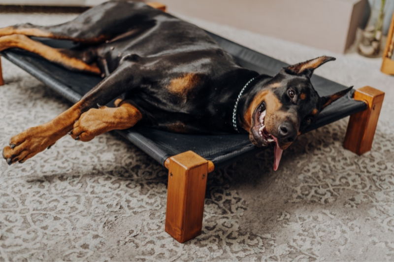 cama elevada perro
