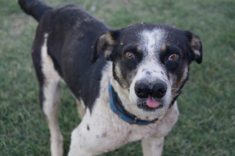 catalburun dog portrait