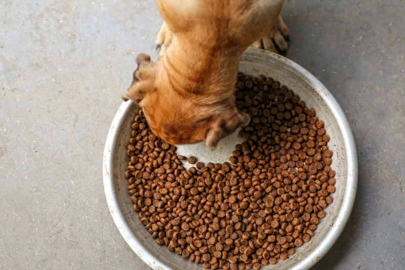 chien qui mange des croquettes