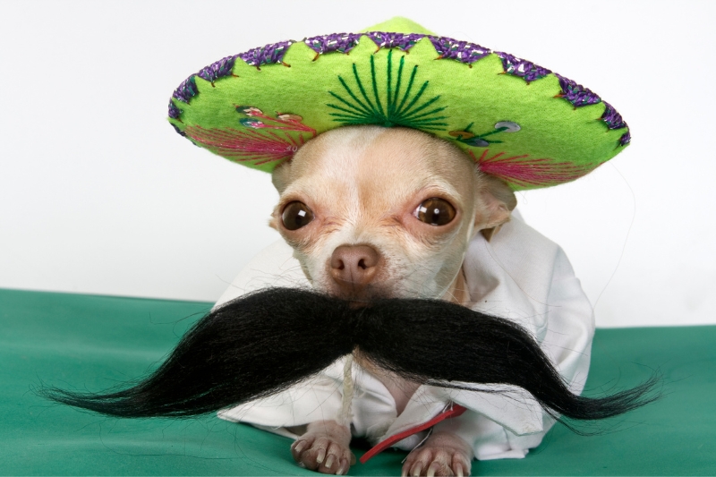 chihuahua dressed as a mexican