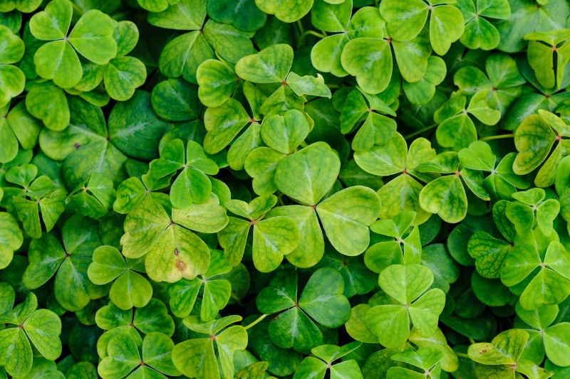 clover