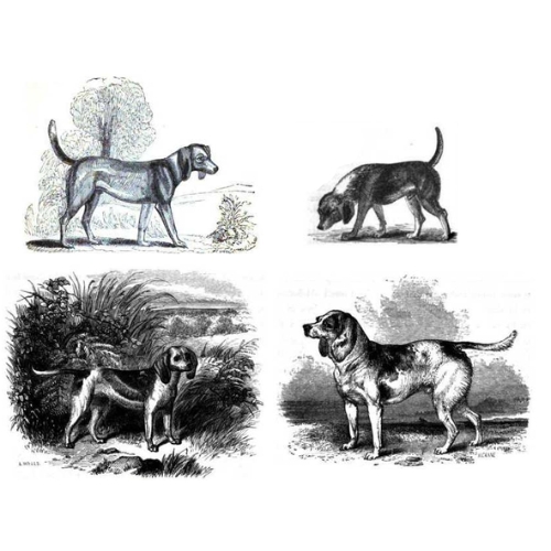 dibujos antiguos beagle