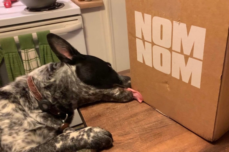 dog licking nom nom box