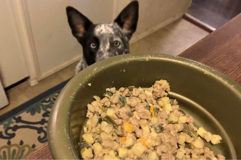 dog staring at a bowl with nom nom food