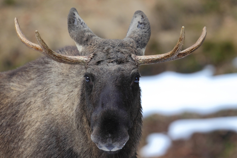 eurasian elk