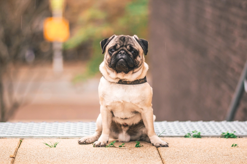 fawn pug