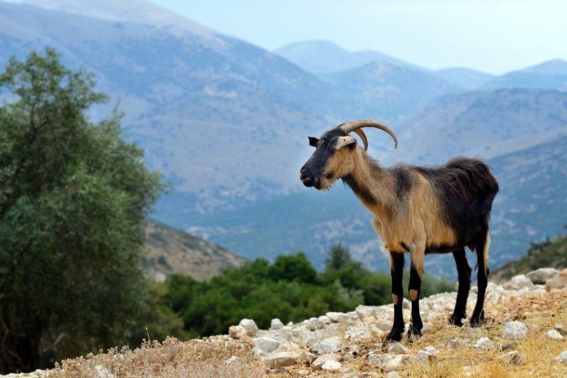 cabra griega