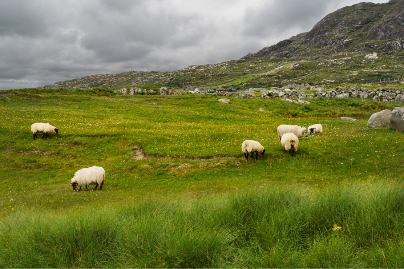 irish sheep