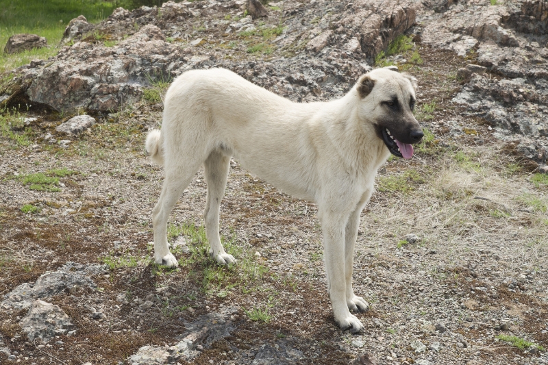 kangal shepherd dog standing
