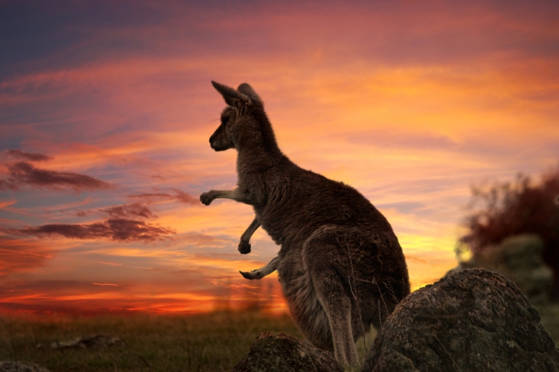 kangaroo australia