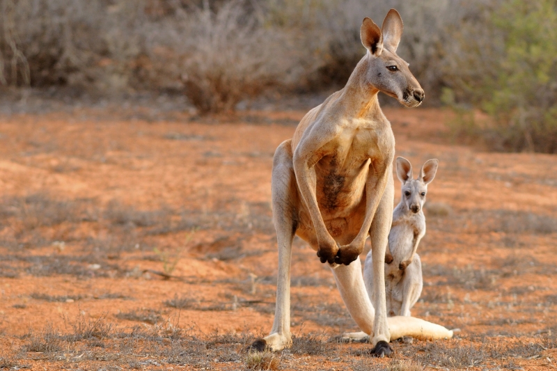 kangaroo