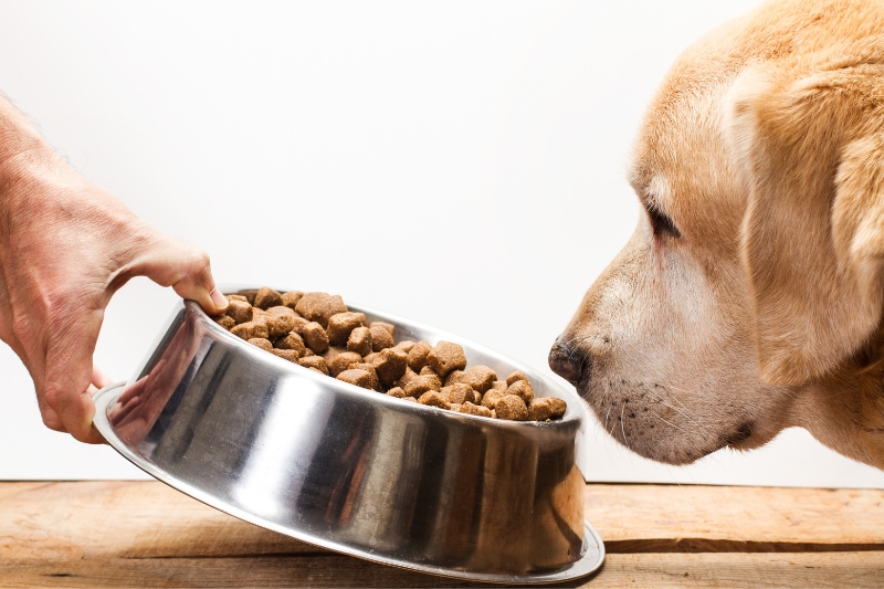 labrador comiendo pienso