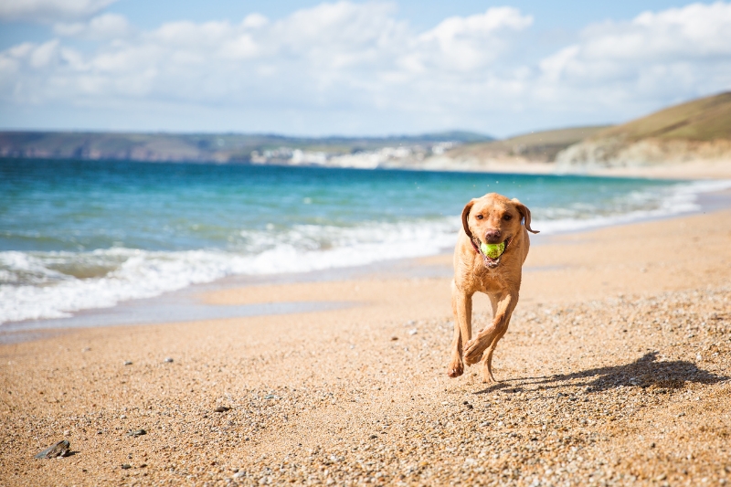 labrador corriendo en la playa