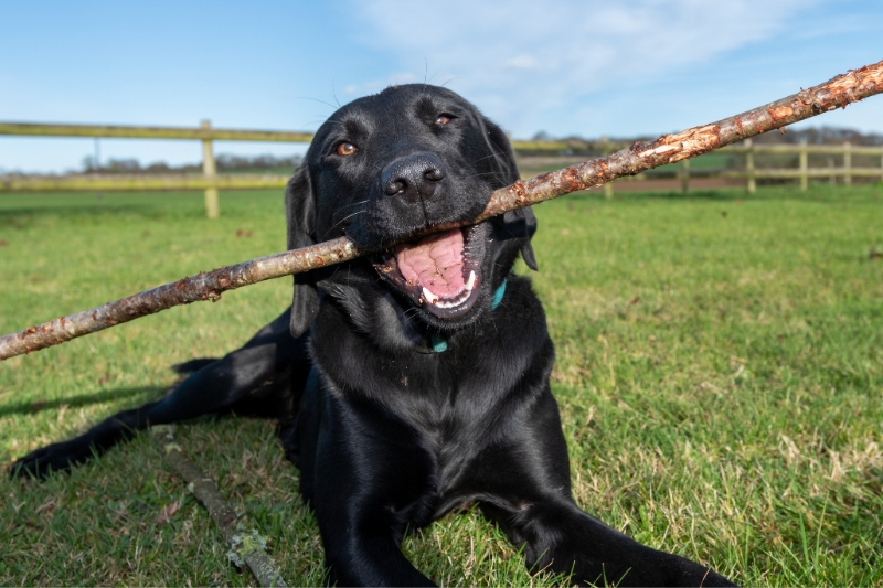 labrador negro con un palo en la boca