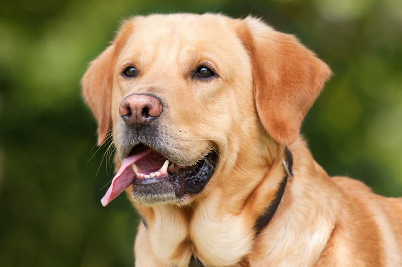 labrador retrato