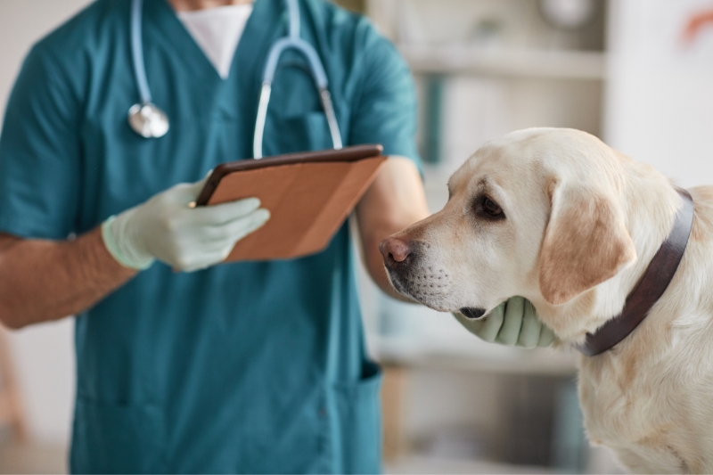 labrador veterinario