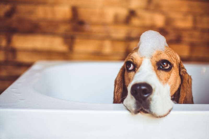 lavar un beagle