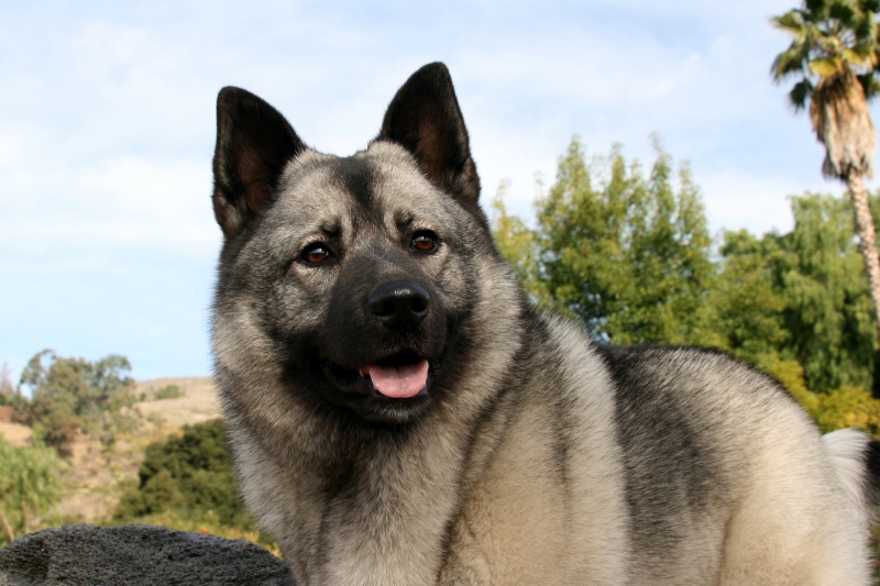 norwegian elkhound panting
