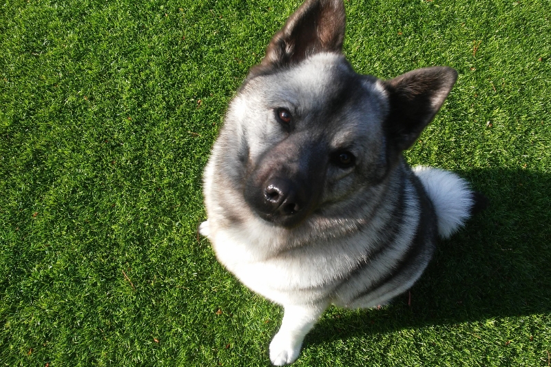 norwegian elkhound sitting