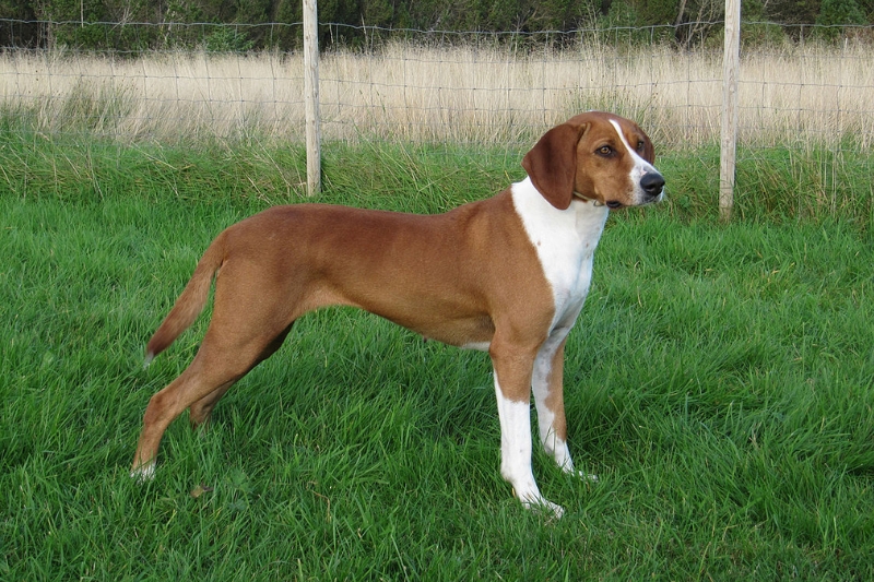 norwegian hygenhound