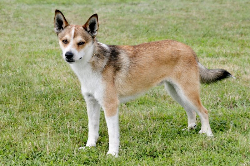 norwegian lundehund sitting on&nbsp;grass