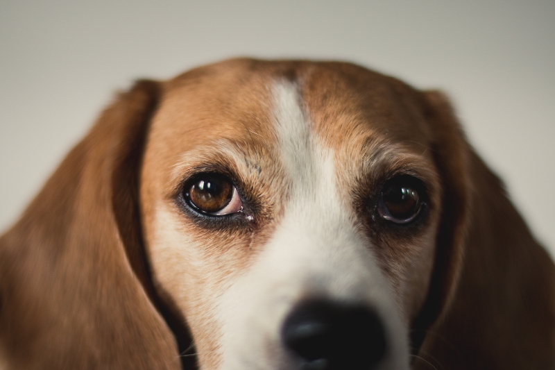 ojos beagle 1
