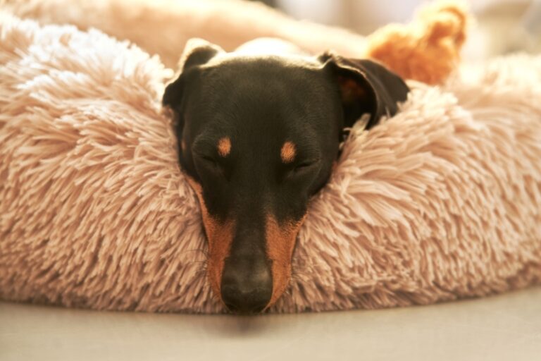 Las 10 mejores camas antiestrés y relajantes para perros
