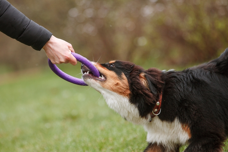 pastor australiano adiestramiento