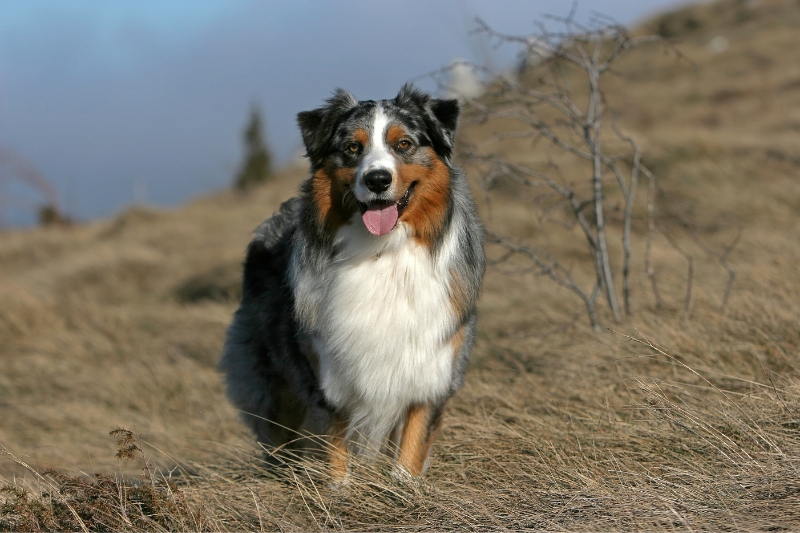 pastor australiano en un campo