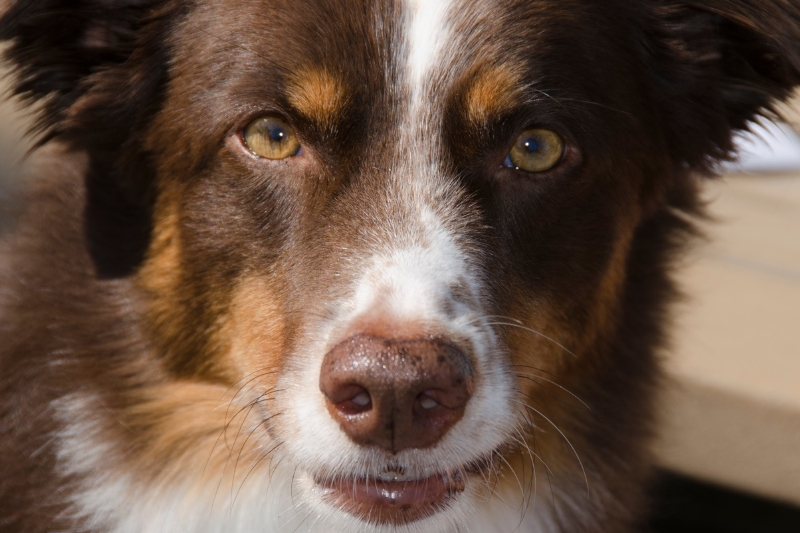 pastor australiano ojos
