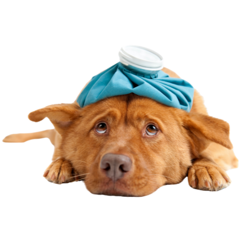 dogsplanet magnet food dogs can cant eat