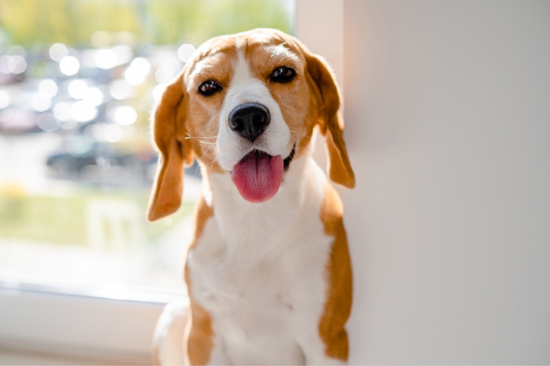 portrait beagle smiling