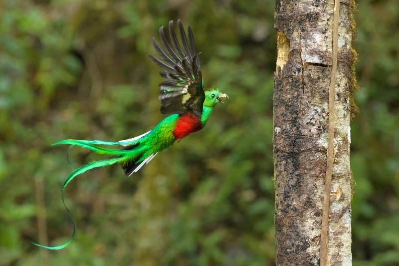 quetzal bird