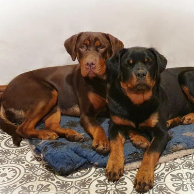 red rottweiler