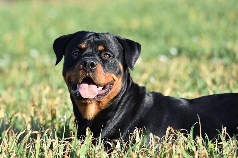rottweiler in a field