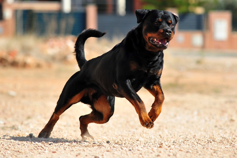 rottweiler running