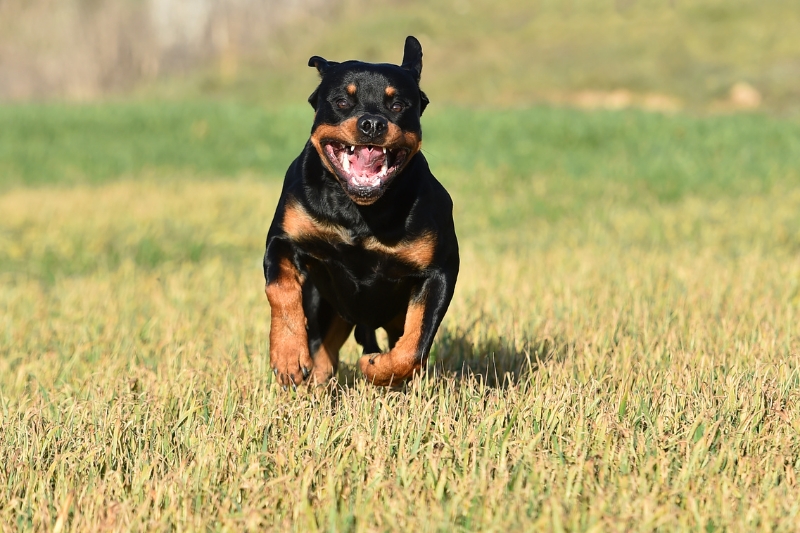 rust white rottweiler running