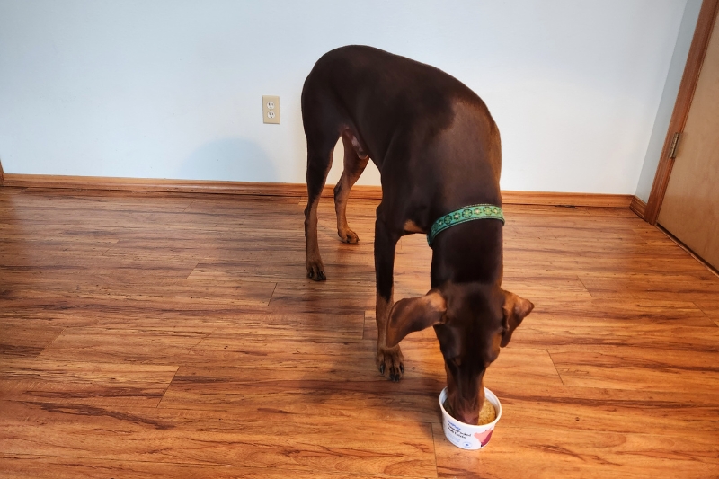 rusti eating petplate food 1